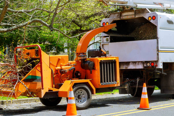 Professional Tree Removal and Landscaping Services in Rainbow Lakes Estates, FL